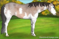 Horse Color:Bay Roan Splash 