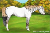 Horse Color:Gray Chocolate Palomino Near Fewspot 