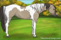 Horse Color:Smoky Grullo Tobiano