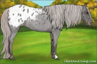 Horse Color:Silver Blue Roan Appaloosa 