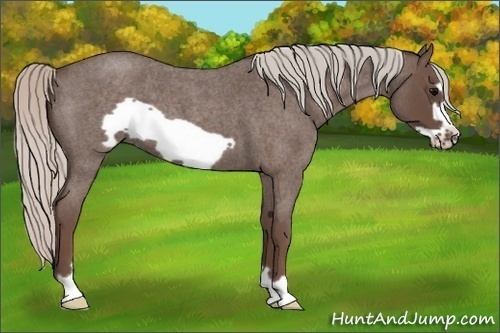 Horse Color: Silver Blue Roan Frame 