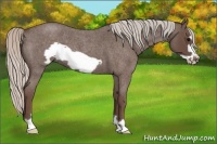 Horse Color:Silver Blue Roan Frame 