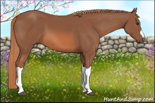 Horse Color: Chestnut 