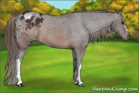 Horse Color:Buckskin Blanket 