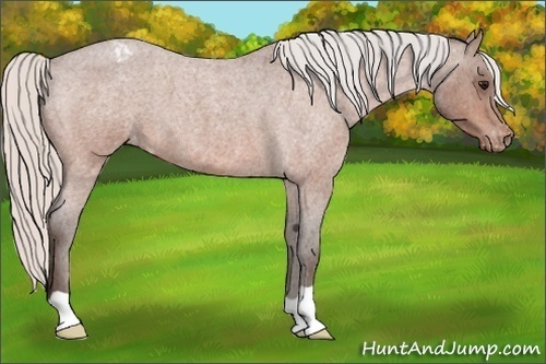 Horse Color:Silver Bay Roan Varnish