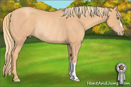 Horse Color: Gold Champagne Rabicano 