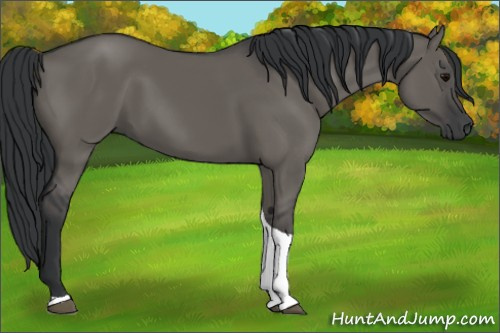 Horse Color: Grullo Tobiano 