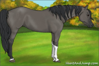 Horse Color:Grullo Tobiano