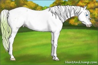 Horse Color:Gray Watercolor Perlino Dun Splash Tobiano Frame Blanket Rabicano 