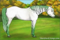 Horse Color:Gray Watercolor Bay Roan Dun Appaloosa