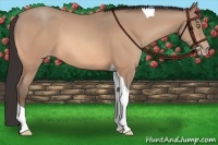 Horse Color:Amber Champagne Tobiano 