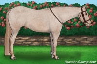 Horse Color:Chestnut Appaloosa 
