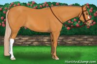 Horse Color:Chocolate Palomino 