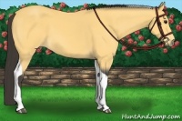 Horse Color:Buckskin Tobiano 
