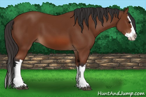 Horse Color: Bay Splash 