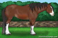 Horse Color:Bay Splash 