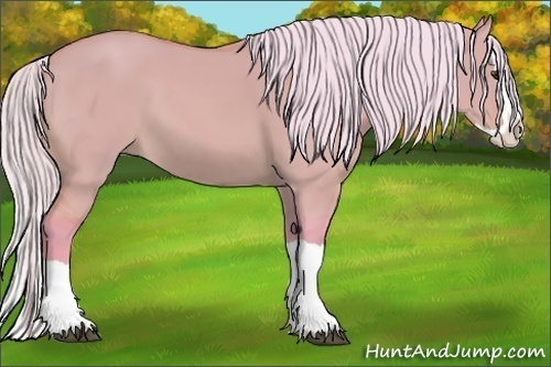 Horse Color: Watercolor Silver Bay Dun Splash 
