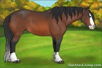 Horse Color:Bay Splash 