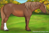 Horse Color:Chestnut 