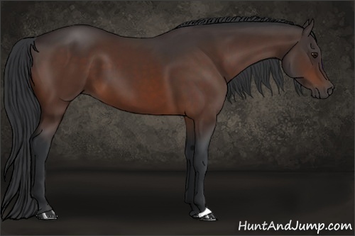 Horse Color: Bay 