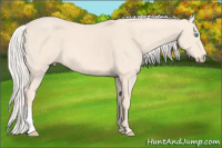 Horse Color:Cremello 