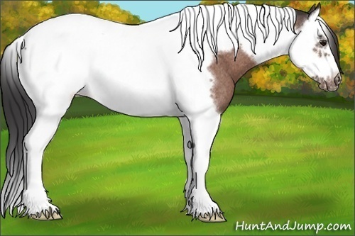Horse Color: Bay Roan Splash Tobiano Frame Blanket Rabicano 