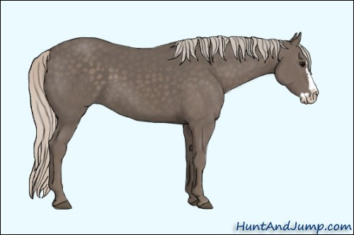 Horse Color: Unknown 