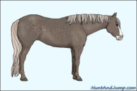 Horse Color:Unknown 