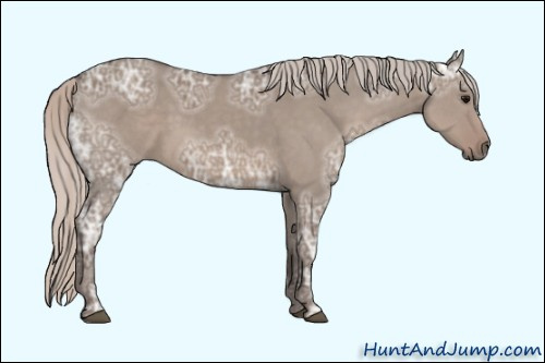 Horse Color: Unknown 