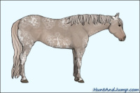 Horse Color:Unknown 