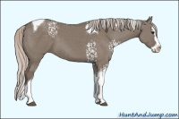 Horse Color:White Spotted Silver Grullo Splash Tobiano