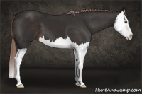 Horse Color:Liver Chestnut Splash 