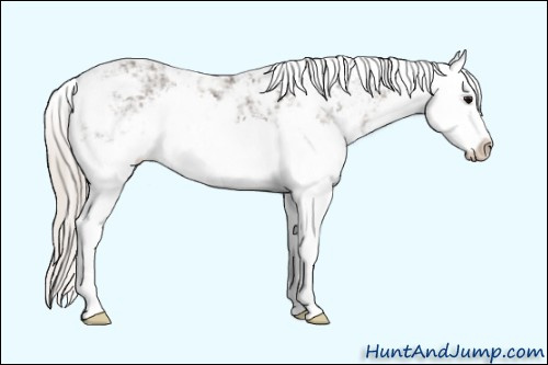 Horse Color: Unknown 