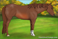 Horse Color:Liver Chestnut 