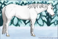 Horse Color:Gray Bay Roan Appaloosa 