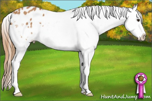 Horse Color: Chestnut Blanket 
