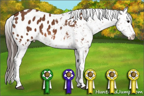 Horse Color: Bay Blanket 