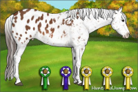 Horse Color:Bay Appaloosa 