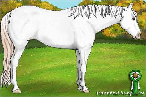 Horse Color: Chestnut Snowcap 