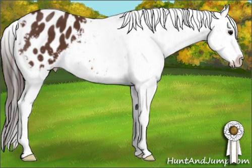 Horse Color: Bay Blanket 