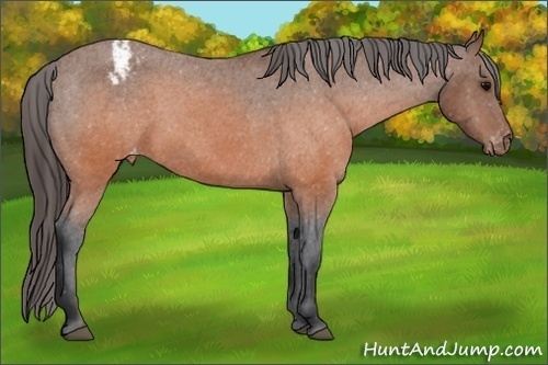 Horse Color: Brown Snowcap 
