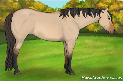 Horse Color: Bay Dun 