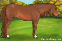 Horse Color:Liver Chestnut