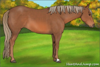 Horse Color:Liver Chestnut 