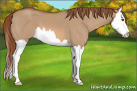 Horse Color:Red Dun Splash