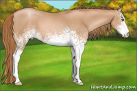 Horse Color:White Spotted Liver Chestnut Pearl 