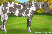 Horse Color:White Spotted Silver Black 