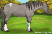 Horse Color:Grullo Varnish 