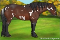 Horse Color:White Spotted Bay Rabicano 