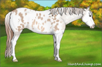 Horse Color:White Spotted Red Dun Roan Splash Appaloosa Rabicano